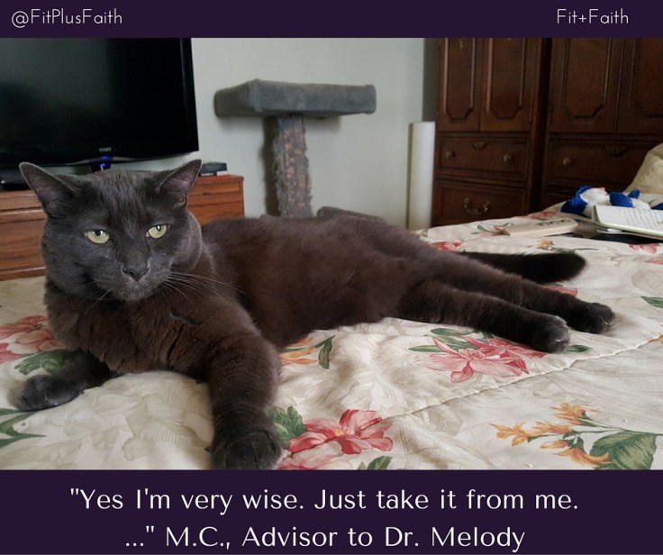 Cat Pic Sample